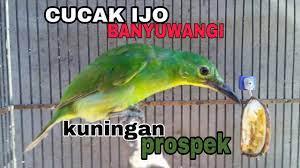 Cucak Ijo Banyuwangi Trotol 10 Prospek Mental Tempur Youtube
