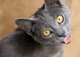 Why Is My Cat Whining Funnyanimals Animal Grey Cat Breeds Cat Breeds Cats