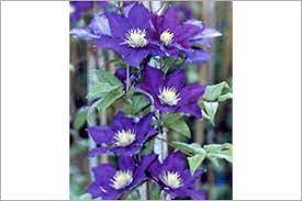 Are clematis poisonous to dogs. Clematis Aspca