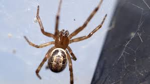 Spinne Falsche Witwe Reiste In Pflanzenkubeln Um Die Welt Spinne Spinnenarten Reisen