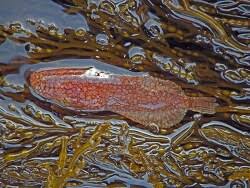 Image result for Liparis deistelii