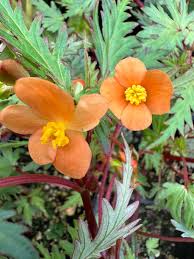 Image result for Begonia sutherlandii