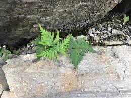 Image result for Aleuritopteris