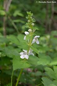 Image result for Synadenium glabratum