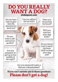 Do You Really Want A Dog Shake Paws Dog Shaking Do You Really Dogs