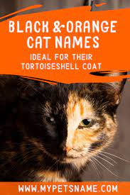Black And Orange Cat Names Cat Names Cool Pet Names Tortoiseshell Cat Names