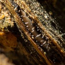 Image result for Eleocharis complanata