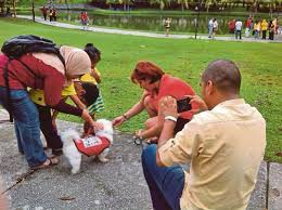 Sumber berita harian melaporkan yang jabatan kemajuan islam malaysia (jakim). First I Want To Touch A Dog Event