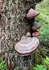 This page is about black fungus on trees,contains mushrooms : Wood Decay Fungus Wikipedia