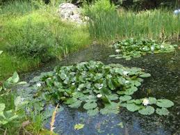 Bayerische Staatsforsten Feuchtbiotope I Revier Stockheim Feuchtbiotop Natur Pflanzen