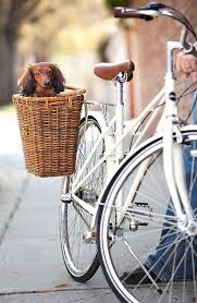 It S A Bit Small For A Corgi But Good Solution For This Little Fella Ciclismo Bicicletta Arte Della Bicicletta