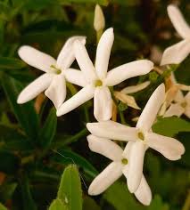 Image result for Jasminum grandiflorum