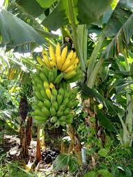 How to care for your dwarf banana tree Banana Varieties Sold By Seaview Farms