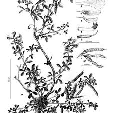 Image result for Argyrolobium rupestre