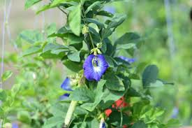 Image result for Clitoria