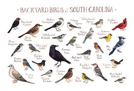 Backyard Birds Of South Carolina Field Guide Art Print