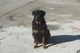 $1,500 (gbo) pic hide this posting restore restore this posting. Rottweiler Puppies Pets And Animals For Sale North Carolina