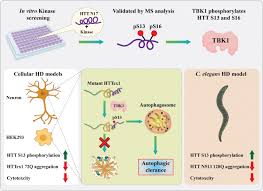 Discovery Shows Promise For Treating Huntington S Disease Scienmag Latest Science And Health News