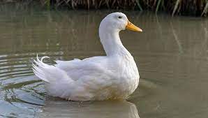 Maybe you would like to learn more about one of these? Pekin Duck Breed Everything You Need To Know