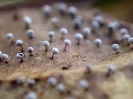 Image result for Melanospermum