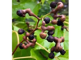 Image result for Hovenia