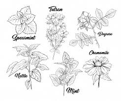 Herbs and flowers for tea. Free Vector Tea Herbs Monochrome Engraving Set