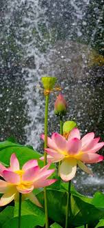 Check spelling or type a new query. Nature Flower Garden Wild Pink Hd 1080x2340 4k Best Of Wallpapers For Andriod And Ios
