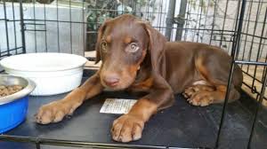 View some of the dobermans for adoption in nh, vt, me, ma and beyond. Doberman Puppy For Sale 325 For Sale In Fresno California Classified Americanlisted Com