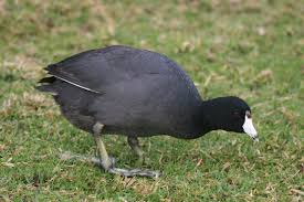 Image result for Cantinoa americana