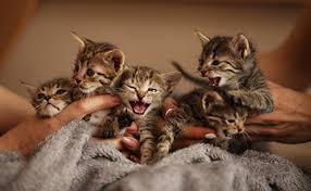 Your Kitten Foster Care Program Needs A Manual
