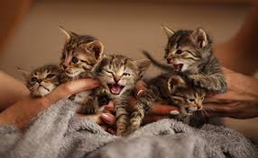 your kitten foster care program needs a manual