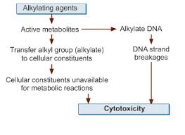 Image result for Alkylating Agent