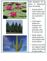 Grade 4 Science Lesson 6 Plants Around Us Primary Science Plants Plant Lessons Science Lessons