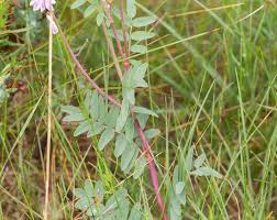 Image result for Hedysarum