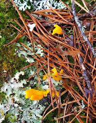 Image result for Alectra glandulosa