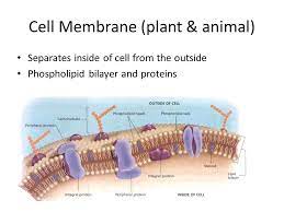 We did not find results for: Eukaryotic Cell Structure Function Ppt Video Online Download
