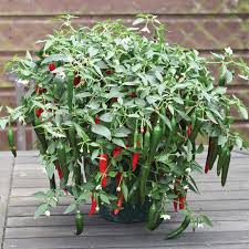 See more ideas about pepper plants, stuffed peppers, stuffed hot peppers. Cayennetta Hybrid Pepper Aas Winners Totally Tomatoes