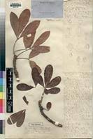 Image result for Oldfieldia