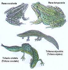 Diseños de francisca silva y florencia bunster. Ambiente