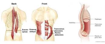 The four back muscle pairs are: Low Back Pain And Rock Climbing The Climbing Doctor
