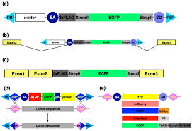We did not find results for: Jdb Free Full Text Engineering The Drosophila Genome For Developmental Biology Html