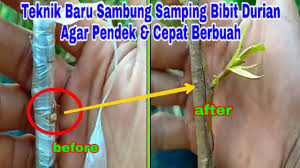 Dengan menggunakan pisau cantuman, kopek kulit daripada. Jarak Tanam Durian Yang Ideal Cepat Berbuah Durian Musang King Montong Bawor Dll By Bibit Buahku Dot Com