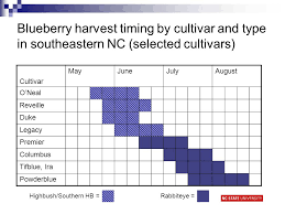 Blueberry Production In North Carolina Bill Cline