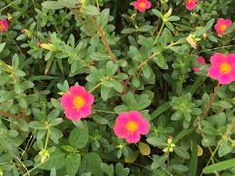 Image result for Portulacaceae