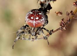 Apr 22, 2021 · i don't know about you, but i'm starting to see a lot of spiders around my house. Uk Spiders 14 British Spiders You Re Likely To Find At Home