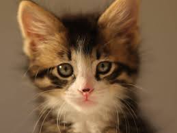 However, vomiting immediately after eating can be a sign that. Diarrhea In Cats Causes Treatment And Home Remedies Firstvet