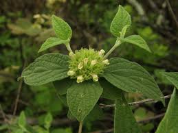 Image result for Premna velutina