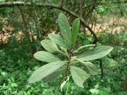 Image result for Diospyros lycioides