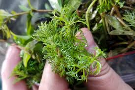 Image result for Limnophila crassifolia