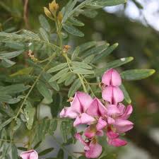 Image result for Virgilia